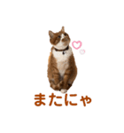 茶トラ白猫むぎおのひょうきんスタンプ（個別スタンプ：19）