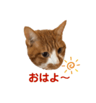 茶トラ白猫むぎおのひょうきんスタンプ（個別スタンプ：24）