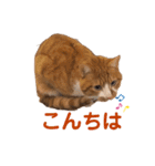 茶トラ白猫むぎおのひょうきんスタンプ（個別スタンプ：25）