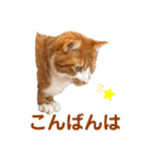 茶トラ白猫むぎおのひょうきんスタンプ（個別スタンプ：26）
