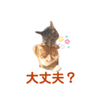 茶トラ白猫むぎおのひょうきんスタンプ（個別スタンプ：30）