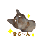 茶トラ白猫むぎおのひょうきんスタンプ（個別スタンプ：32）