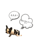 ブヒ男、dice君。（個別スタンプ：2）