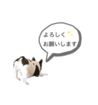 ブヒ男、dice君。（個別スタンプ：5）