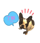 ブヒ男、dice君。（個別スタンプ：6）