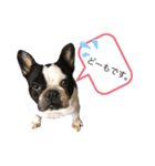 ブヒ男、dice君。（個別スタンプ：10）
