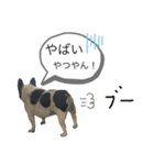 ブヒ男、dice君。（個別スタンプ：12）