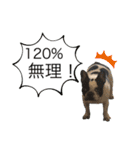 ブヒ男、dice君。（個別スタンプ：13）