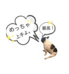 ブヒ男、dice君。（個別スタンプ：15）