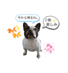 ブヒ男、dice君。（個別スタンプ：16）