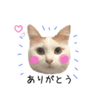 猫のかりん【娘が使う用のやつ】（個別スタンプ：1）