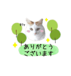 猫のかりん【娘が使う用のやつ】（個別スタンプ：3）