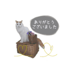 猫のかりん【娘が使う用のやつ】（個別スタンプ：4）