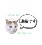 猫のかりん【娘が使う用のやつ】（個別スタンプ：5）