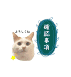 猫のかりん【娘が使う用のやつ】（個別スタンプ：6）