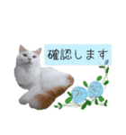 猫のかりん【娘が使う用のやつ】（個別スタンプ：7）