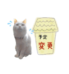 猫のかりん【娘が使う用のやつ】（個別スタンプ：8）
