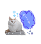 猫のかりん【娘が使う用のやつ】（個別スタンプ：9）