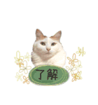猫のかりん【娘が使う用のやつ】（個別スタンプ：11）
