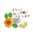猫のかりん【娘が使う用のやつ】（個別スタンプ：12）