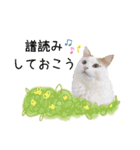猫のかりん【娘が使う用のやつ】（個別スタンプ：14）
