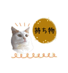 猫のかりん【娘が使う用のやつ】（個別スタンプ：16）