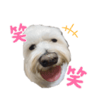 マルプー♡ちくわ（個別スタンプ：11）
