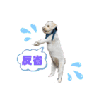 マルプー♡ちくわ（個別スタンプ：13）