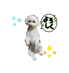 マルプー♡ちくわ（個別スタンプ：15）