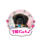 シュナプー※めろめろ※スタンプ（個別スタンプ：1）