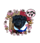 シュナプー※めろめろ※スタンプ（個別スタンプ：4）