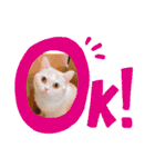 もなかねこスタンプ♡スコティッシュ（個別スタンプ：2）