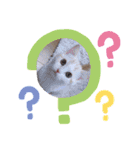 もなかねこスタンプ♡スコティッシュ（個別スタンプ：4）