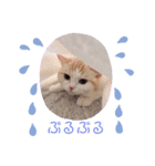 もなかねこスタンプ♡スコティッシュ（個別スタンプ：6）