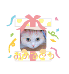 もなかねこスタンプ♡スコティッシュ（個別スタンプ：8）
