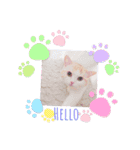 もなかねこスタンプ♡スコティッシュ（個別スタンプ：10）