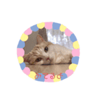 もなかねこスタンプ♡スコティッシュ（個別スタンプ：14）