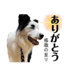 まゆげボーダーコリーのマロ【Vo.1】（個別スタンプ：3）
