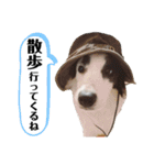 まゆげボーダーコリーのマロ【Vo.1】（個別スタンプ：6）