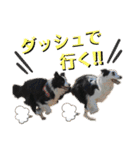 まゆげボーダーコリーのマロ【Vo.1】（個別スタンプ：7）