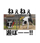 まゆげボーダーコリーのマロ【Vo.1】（個別スタンプ：8）
