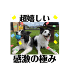 まゆげボーダーコリーのマロ【Vo.1】（個別スタンプ：10）