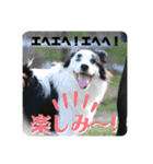 まゆげボーダーコリーのマロ【Vo.1】（個別スタンプ：11）
