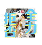 まゆげボーダーコリーのマロ【Vo.1】（個別スタンプ：13）