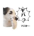 まゆげボーダーコリーのマロ【Vo.1】（個別スタンプ：18）