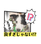 まゆげボーダーコリーのマロ【Vo.1】（個別スタンプ：19）