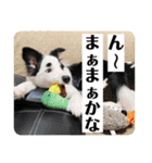 まゆげボーダーコリーのマロ【Vo.1】（個別スタンプ：20）