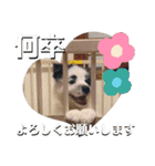 まゆげボーダーコリーのマロ【Vo.1】（個別スタンプ：21）