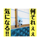 まゆげボーダーコリーのマロ【Vo.1】（個別スタンプ：22）
