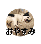 まゆげボーダーコリーのマロ【Vo.1】（個別スタンプ：23）